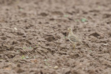 Avrupa taş kıvrımlı Burhinus oedicnemus toprakta koşuyor