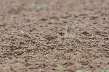 Avrupa taş kıvrımlı Burhinus oedicnemus toprakta koşuyor