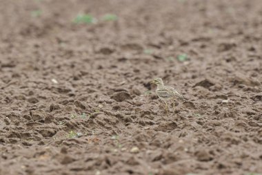Avrupa taş kıvrımlı Burhinus oedicnemus toprakta koşuyor