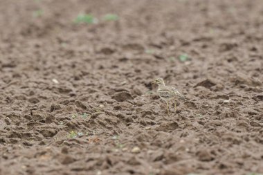 Avrupa taş kıvrımlı Burhinus oedicnemus toprakta koşuyor