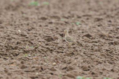 Avrupa taş kıvrımlı Burhinus oedicnemus toprakta koşuyor