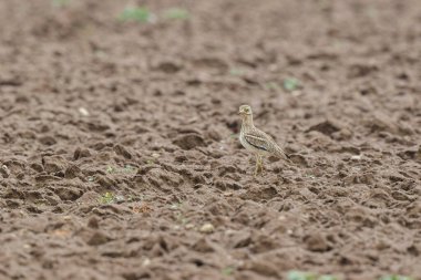 Avrupa taş kıvrımlı Burhinus oedicnemus toprakta koşuyor