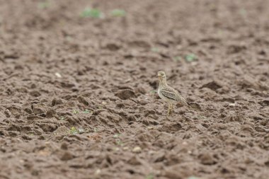 Avrupa taş kıvrımlı Burhinus oedicnemus toprakta koşuyor