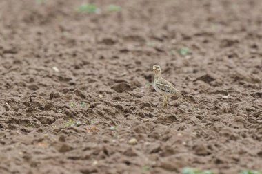 Avrupa taş kıvrımlı Burhinus oedicnemus toprakta koşuyor