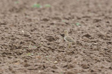 Avrupa taş kıvrımlı Burhinus oedicnemus toprakta koşuyor