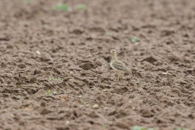 Avrupa taş kıvrımlı Burhinus oedicnemus toprakta koşuyor