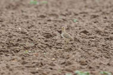 Avrupa taş kıvrımlı Burhinus oedicnemus toprakta koşuyor