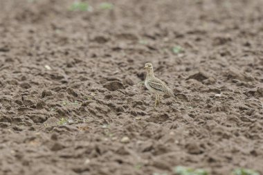Avrupa taş kıvrımlı Burhinus oedicnemus toprakta koşuyor