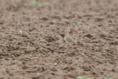 Avrupa taş kıvrımlı Burhinus oedicnemus toprakta koşuyor