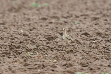 Avrupa taş kıvrımlı Burhinus oedicnemus toprakta koşuyor