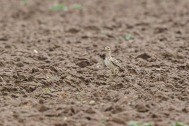 Avrupa taş kıvrımlı Burhinus oedicnemus toprakta koşuyor