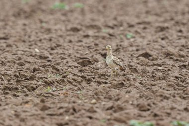 Avrupa taş kıvrımlı Burhinus oedicnemus toprakta koşuyor