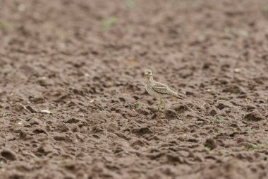 Avrupa taş kıvrımlı Burhinus oedicnemus toprakta koşuyor