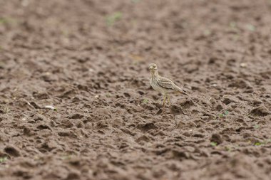 Avrupa taş kıvrımlı Burhinus oedicnemus toprakta koşuyor