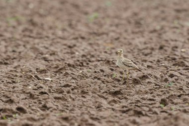 Avrupa taş kıvrımlı Burhinus oedicnemus toprakta koşuyor