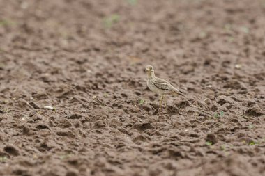 Avrupa taş kıvrımlı Burhinus oedicnemus toprakta koşuyor