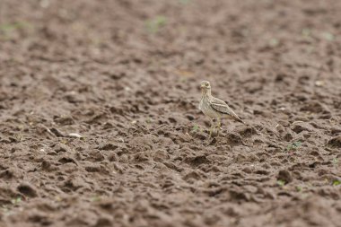 Avrupa taş kıvrımlı Burhinus oedicnemus toprakta koşuyor