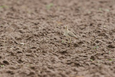 Avrupa taş kıvrımlı Burhinus oedicnemus toprakta koşuyor