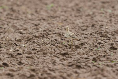 Avrupa taş kıvrımlı Burhinus oedicnemus toprakta koşuyor