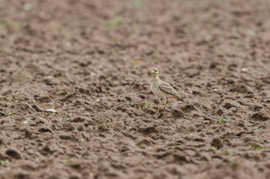 Avrupa taş kıvrımlı Burhinus oedicnemus toprakta koşuyor