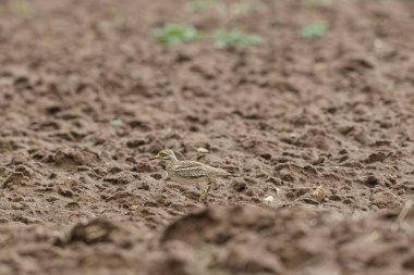 Avrupa taş kıvrımlı Burhinus oedicnemus toprakta koşuyor
