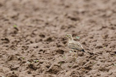 Avrupa taş kıvrımlı Burhinus oedicnemus toprakta koşuyor