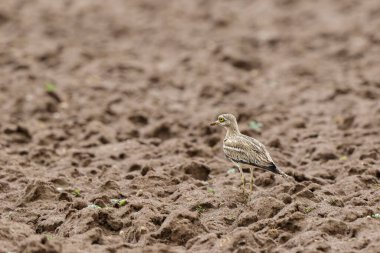 Avrupa taş kıvrımlı Burhinus oedicnemus toprakta koşuyor