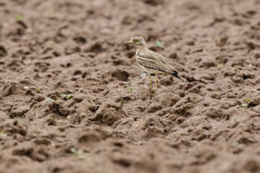 Avrupa taş kıvrımlı Burhinus oedicnemus toprakta koşuyor