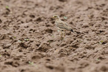 Avrupa taş kıvrımlı Burhinus oedicnemus toprakta koşuyor
