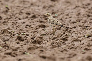 Avrupa taş kıvrımlı Burhinus oedicnemus toprakta koşuyor