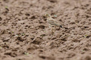 Avrupa taş kıvrımlı Burhinus oedicnemus toprakta koşuyor