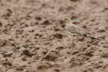 Avrupa taş kıvrımlı Burhinus oedicnemus toprakta koşuyor