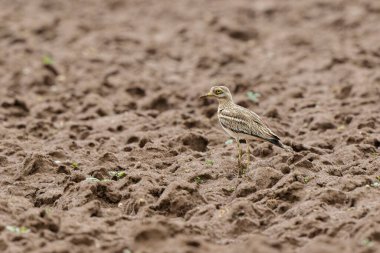 Avrupa taş kıvrımlı Burhinus oedicnemus toprakta koşuyor