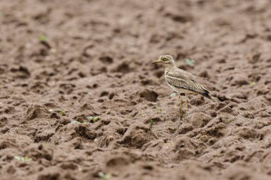 Avrupa taş kıvrımlı Burhinus oedicnemus toprakta koşuyor