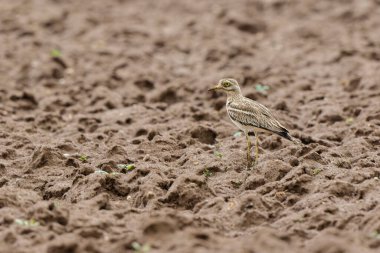 Avrupa taş kıvrımlı Burhinus oedicnemus toprakta koşuyor