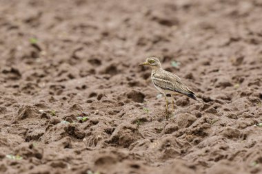 Avrupa taş kıvrımlı Burhinus oedicnemus toprakta koşuyor