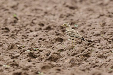 Avrupa taş kıvrımlı Burhinus oedicnemus toprakta koşuyor