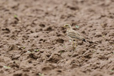 Avrupa taş kıvrımlı Burhinus oedicnemus toprakta koşuyor