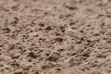 Avrupa taş kıvrımlı Burhinus oedicnemus toprakta koşuyor
