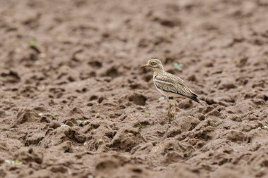 Avrupa taş kıvrımlı Burhinus oedicnemus toprakta koşuyor