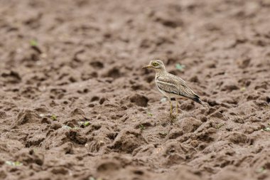 Avrupa taş kıvrımlı Burhinus oedicnemus toprakta koşuyor