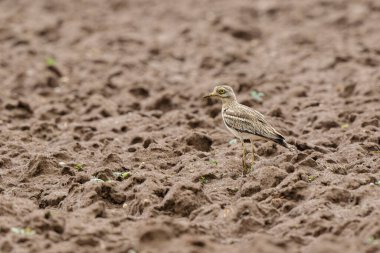 Avrupa taş kıvrımlı Burhinus oedicnemus toprakta koşuyor