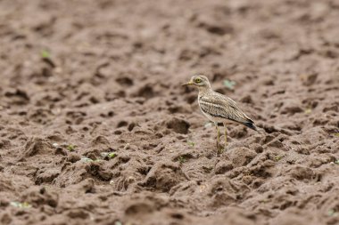 Avrupa taş kıvrımlı Burhinus oedicnemus toprakta koşuyor