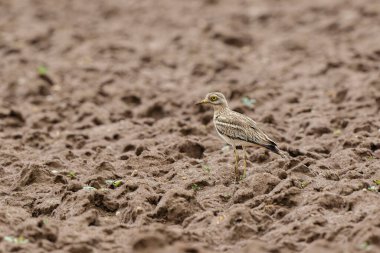Avrupa taş kıvrımlı Burhinus oedicnemus toprakta koşuyor
