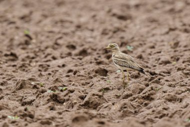 Avrupa taş kıvrımlı Burhinus oedicnemus toprakta koşuyor
