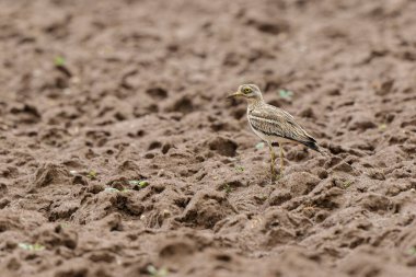 Avrupa taş kıvrımlı Burhinus oedicnemus toprakta koşuyor