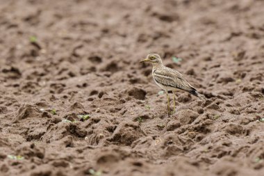 Avrupa taş kıvrımlı Burhinus oedicnemus toprakta koşuyor