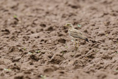 Avrupa taş kıvrımlı Burhinus oedicnemus toprakta koşuyor