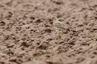 Avrupa taş kıvrımlı Burhinus oedicnemus toprakta koşuyor