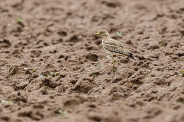 Avrupa taş kıvrımlı Burhinus oedicnemus toprakta koşuyor